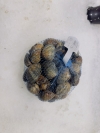 Almeja gallega G (bolsa de 1kg)