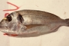 Dorada de cultivo 4/600gr