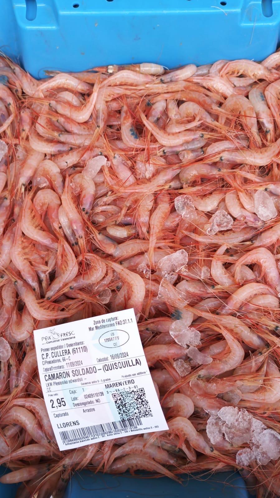 gamba-panchuda-m_54.jpg - Barcelona
