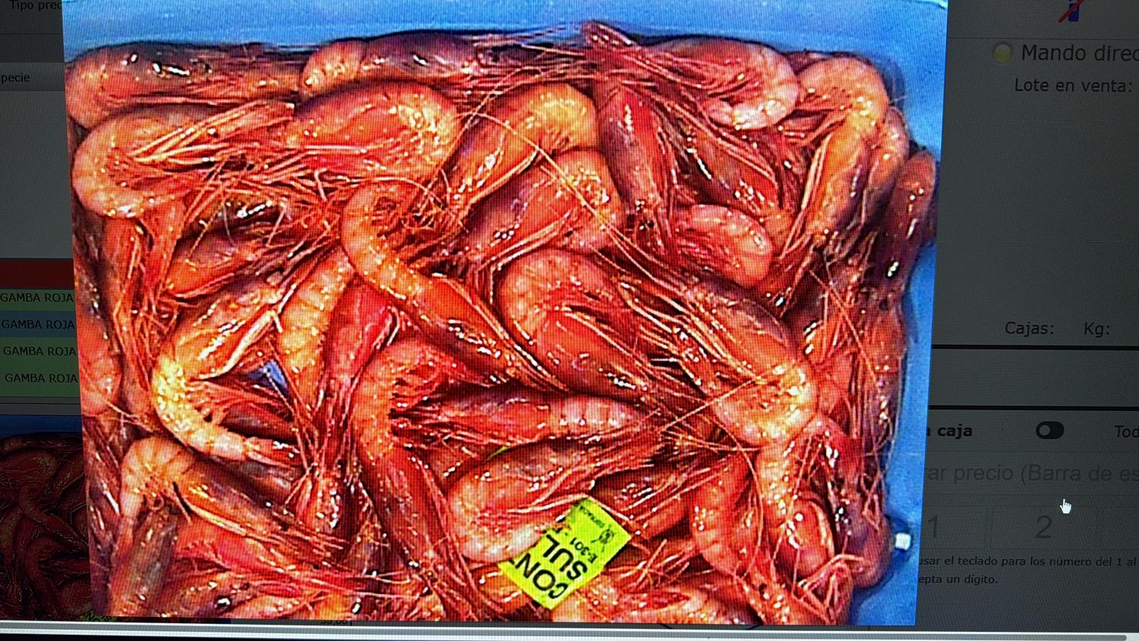 Gamba cristal