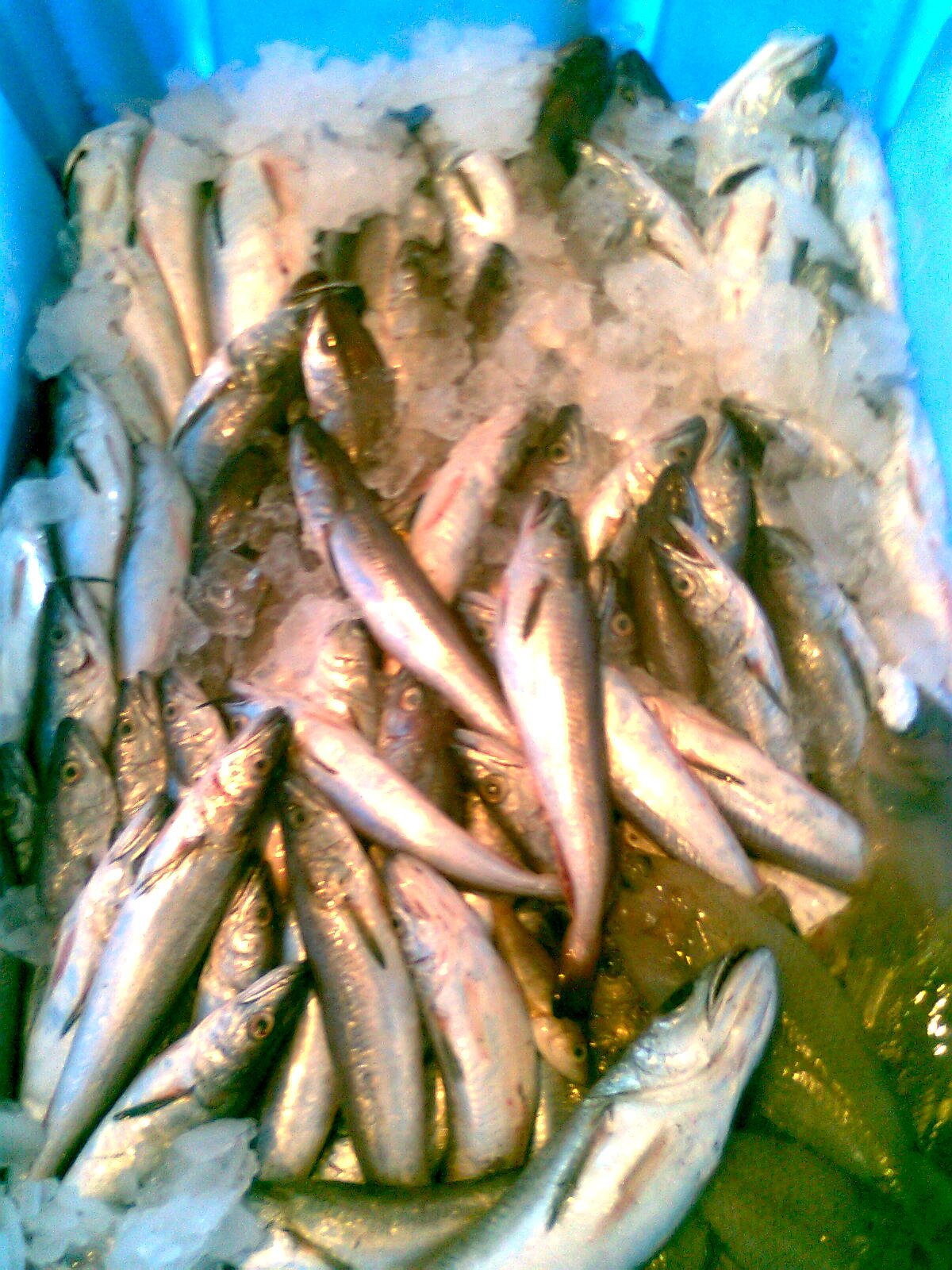 Pescadilla M del norte