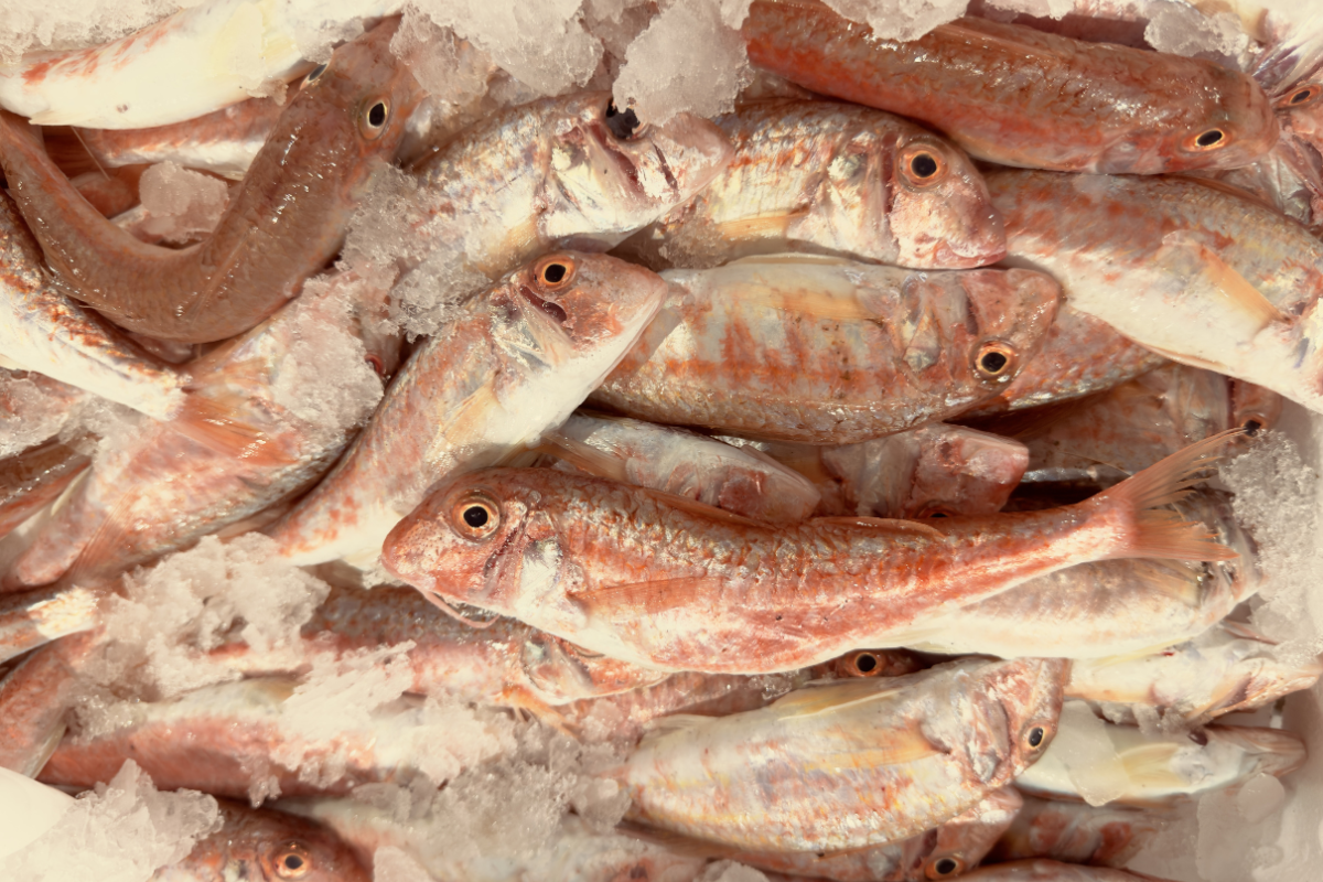 Salmonete M/Gde costa
