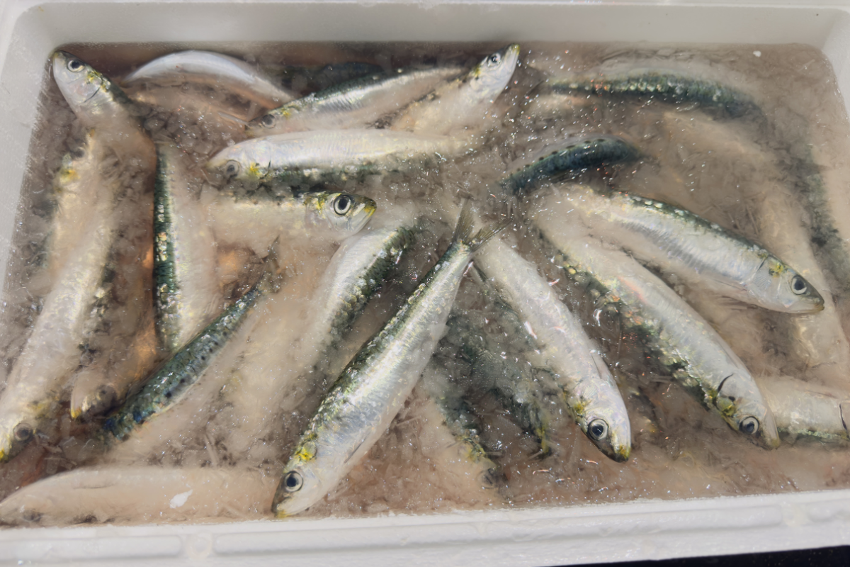 sardina-g_89.png - Barcelona
